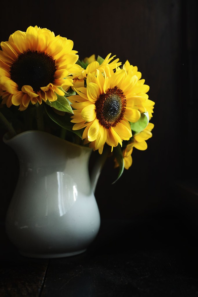 Sunflowers in a white antique vase set on a black background with the light flooding the flowers